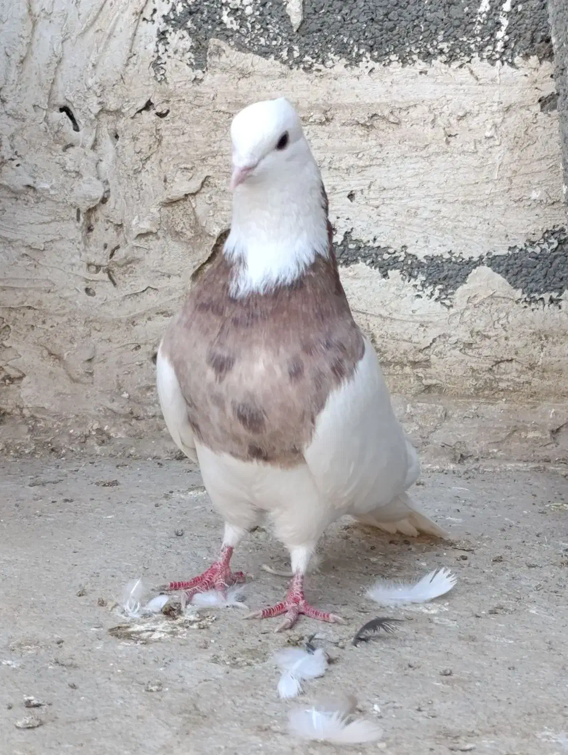 کبوتر،طوقی معاوضه با ماده|پرنده|بیستون, |دیوار