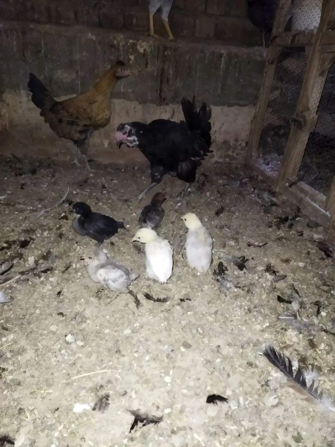 مرغ سیاه گلین با جوجه|حیوانات مزرعه|قنوات, |دیوار