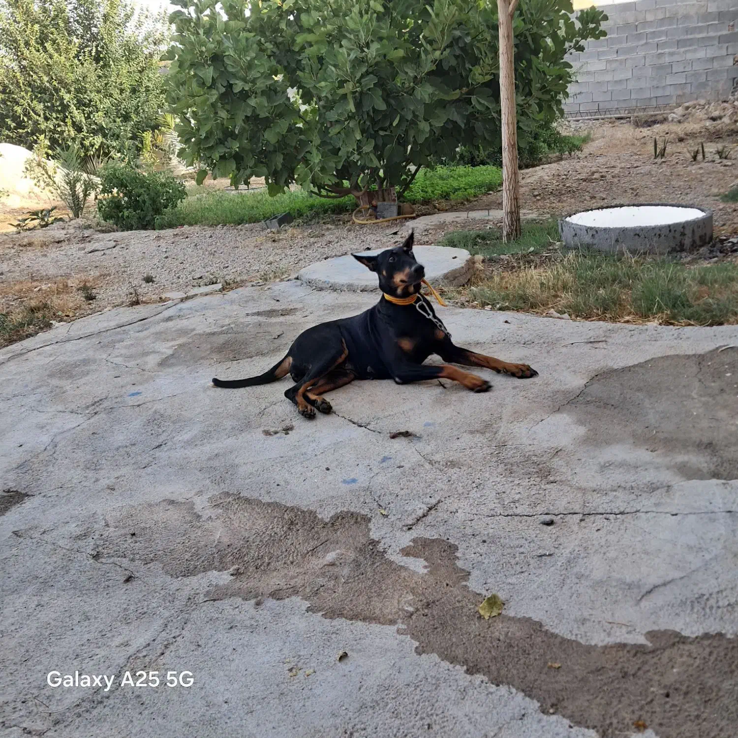 واگذاری ما لینیوز ماده بهترین نژاد|سگ|مرودشت, تخت جمشید|دیوار