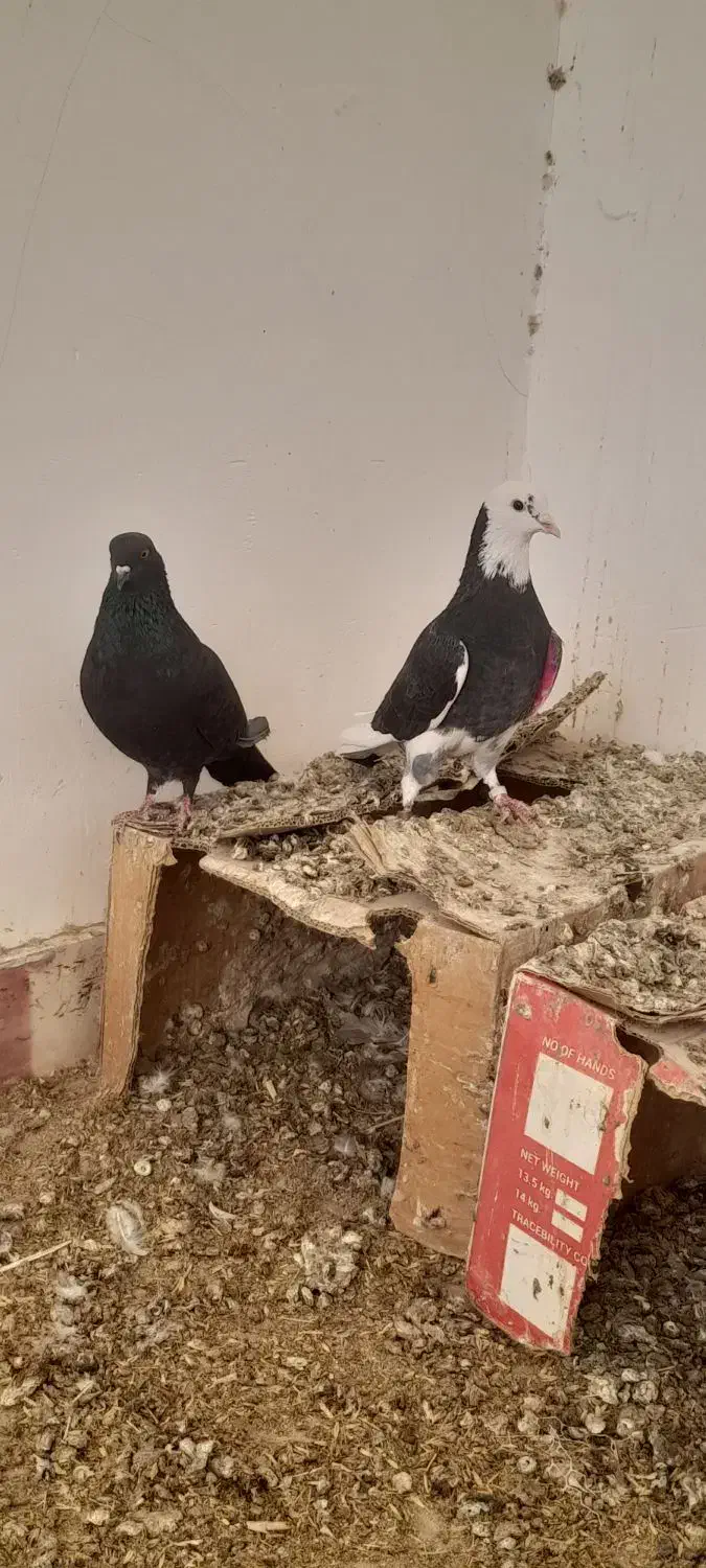 کبوتر پرشی|پرنده|قم, شهرک طالقانی|دیوار