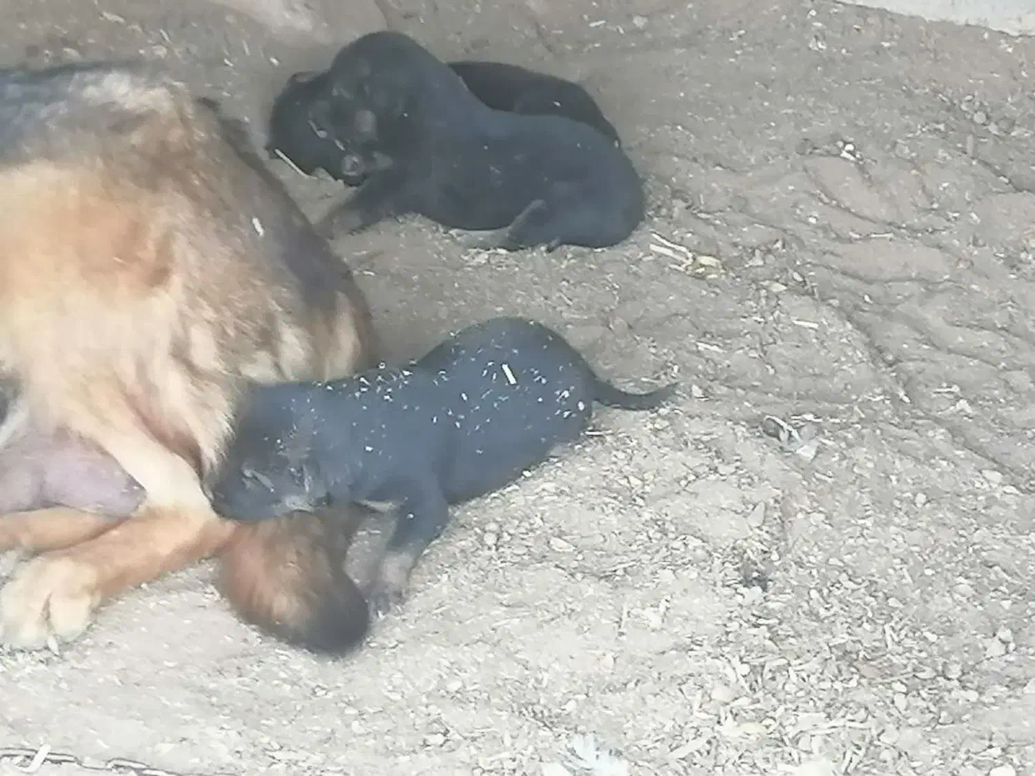 توله سگ ژرمن اصل|سگ|حمیدیا, |دیوار