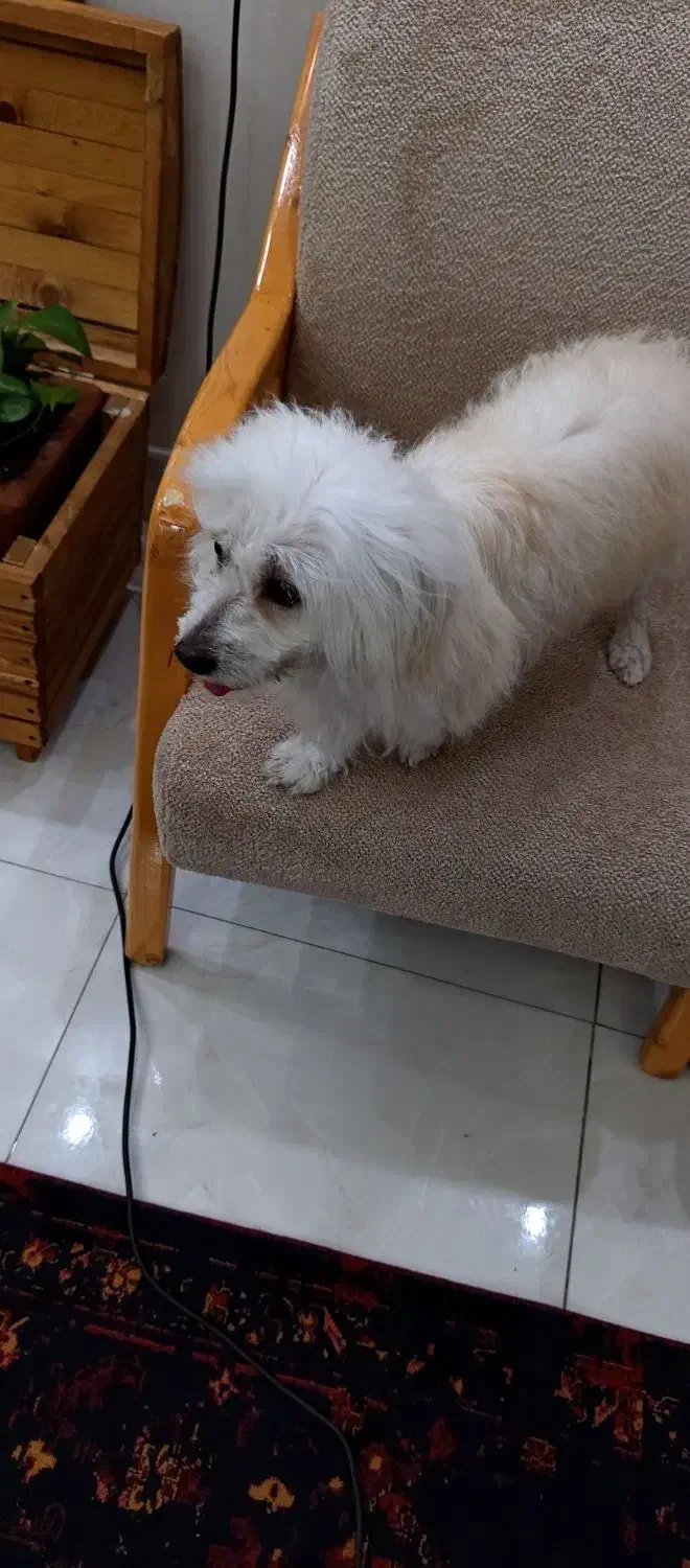 سگ شیتزو|سگ|بندر ماهشهر, |دیوار