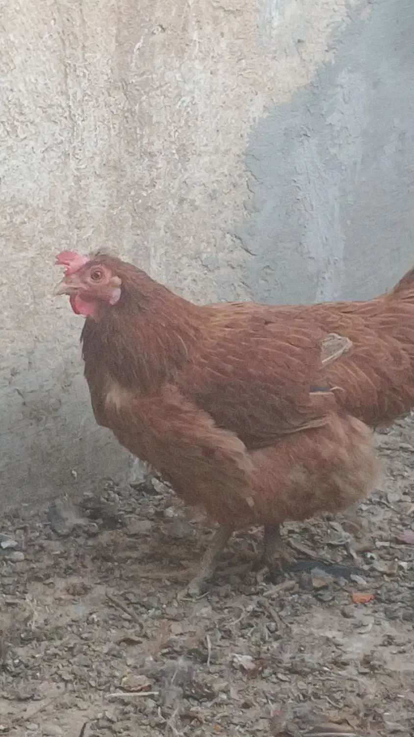 مرغ رسمی و خروس|حیوانات مزرعه|قم, شهرک امام حسین|دیوار