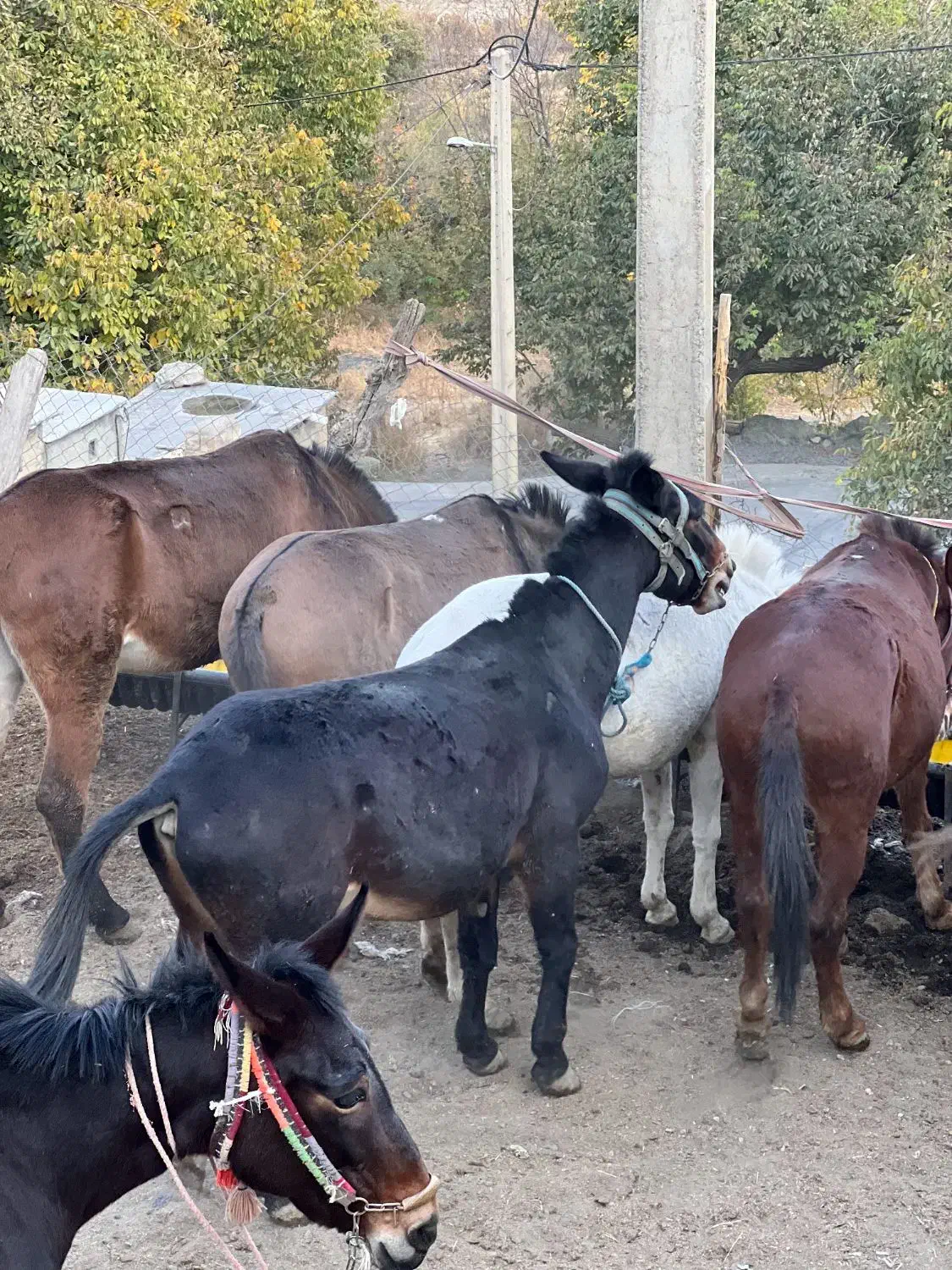 قاطر|حیوانات مزرعه|آرمرده, |دیوار