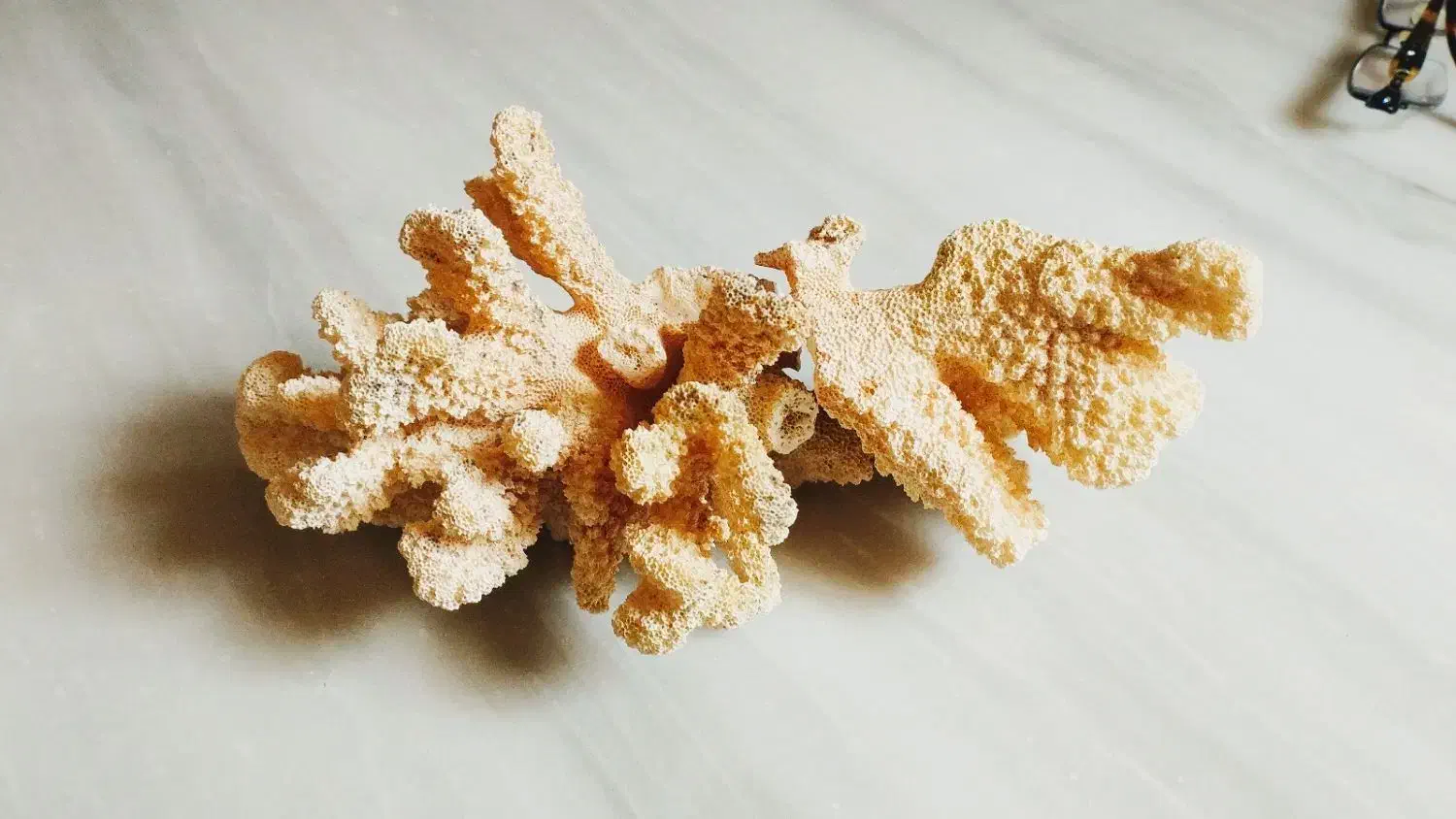 صدف بزرگ وزیبا|ماهی|سرپل ذهاب, |دیوار