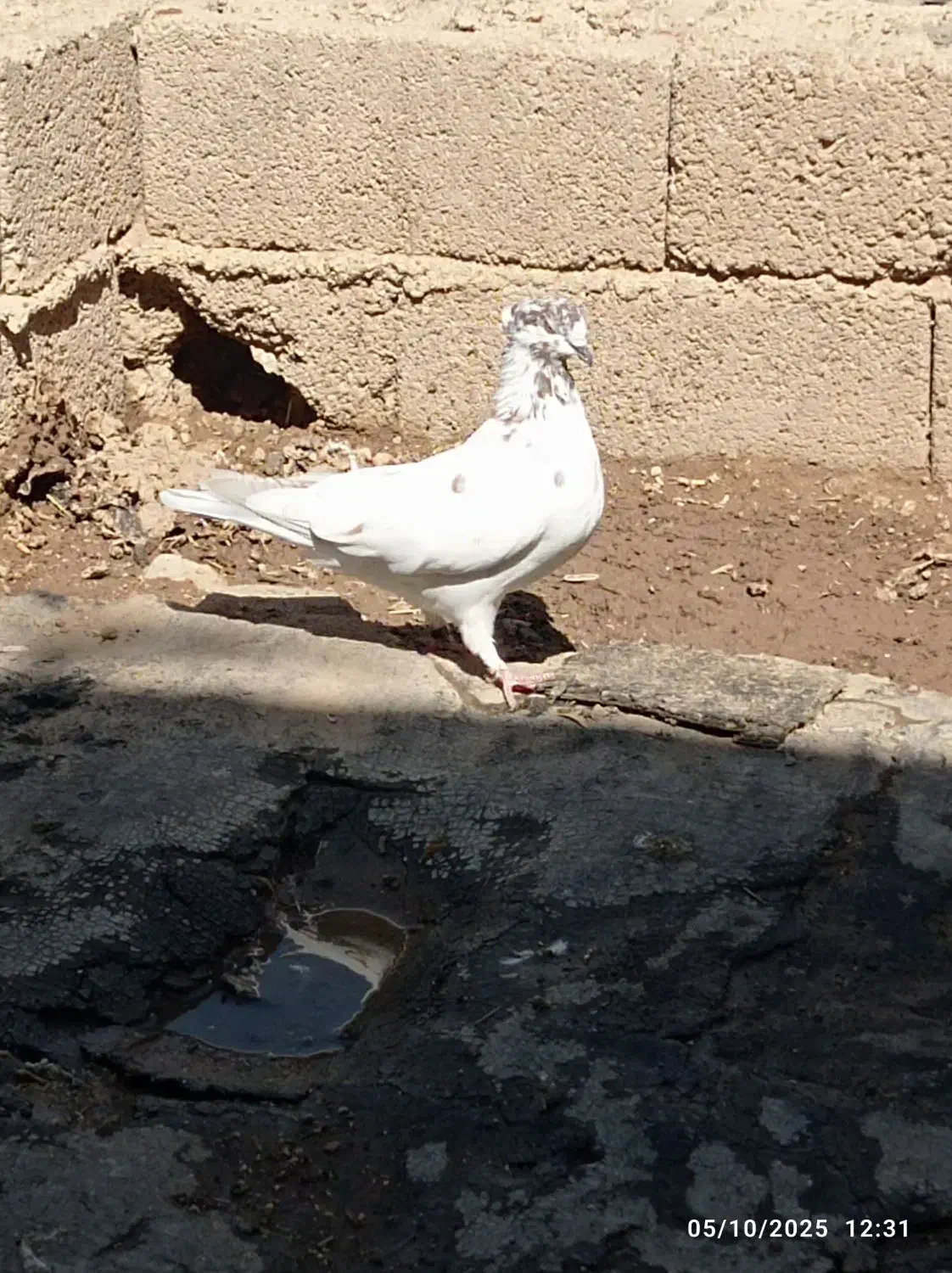 کبوتر دانع ۲۵۰|پرنده|ایوان, |دیوار