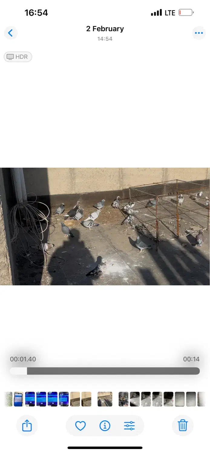 کفتر|حیوانات|نیشابور, دارایی|دیوار