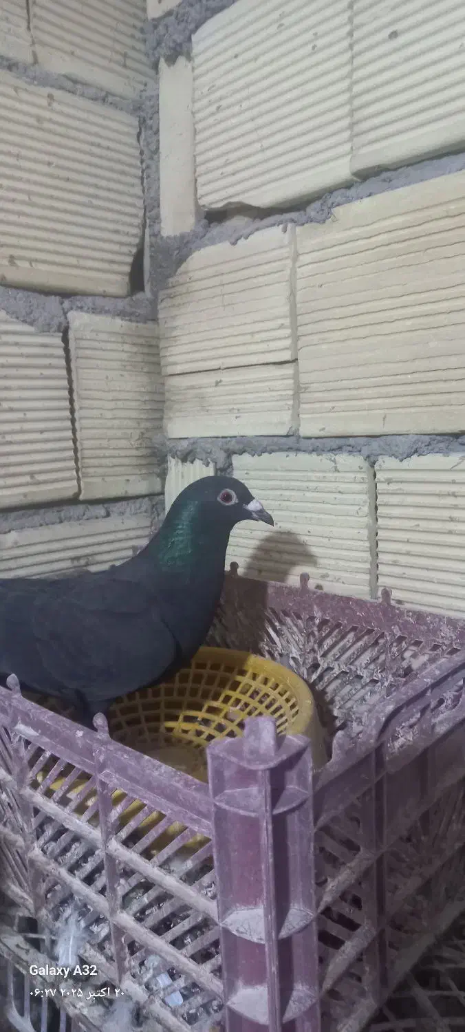 کبوتر|پرنده|گتوند, |دیوار