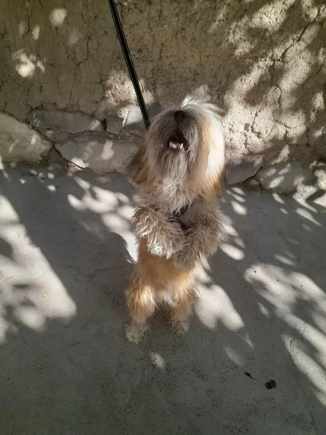 سگ شیتزو|سگ|اردبیل, |دیوار