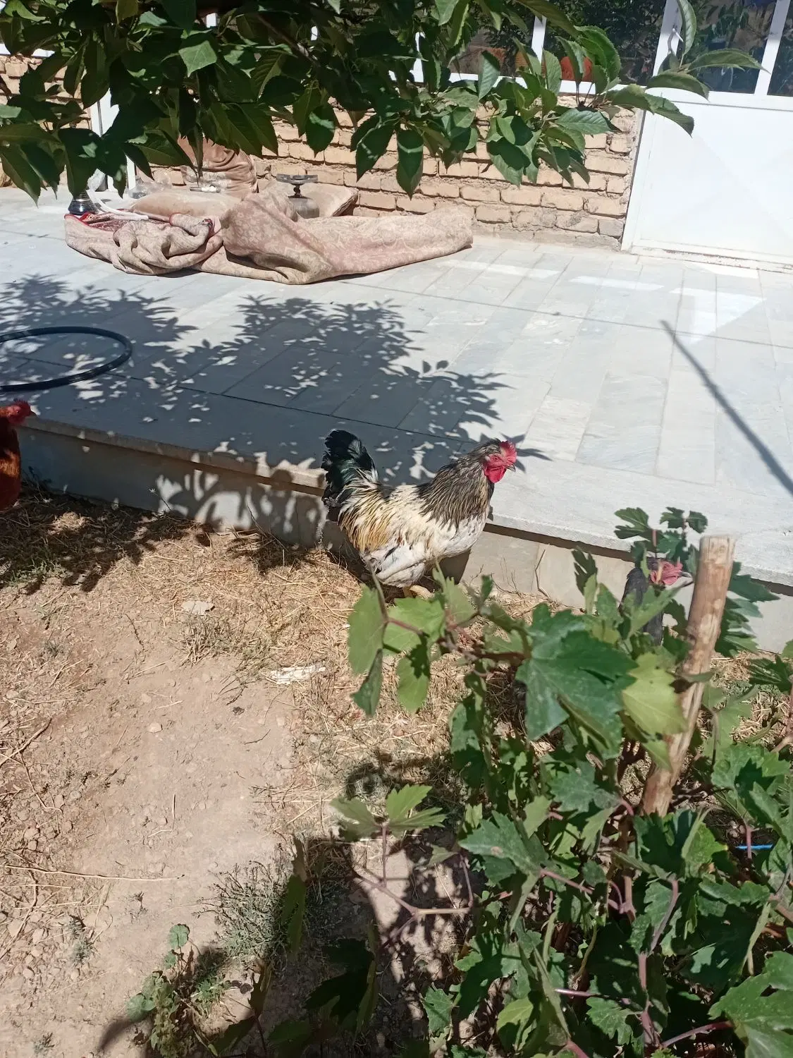 خروس|حیوانات مزرعه|داران, |دیوار