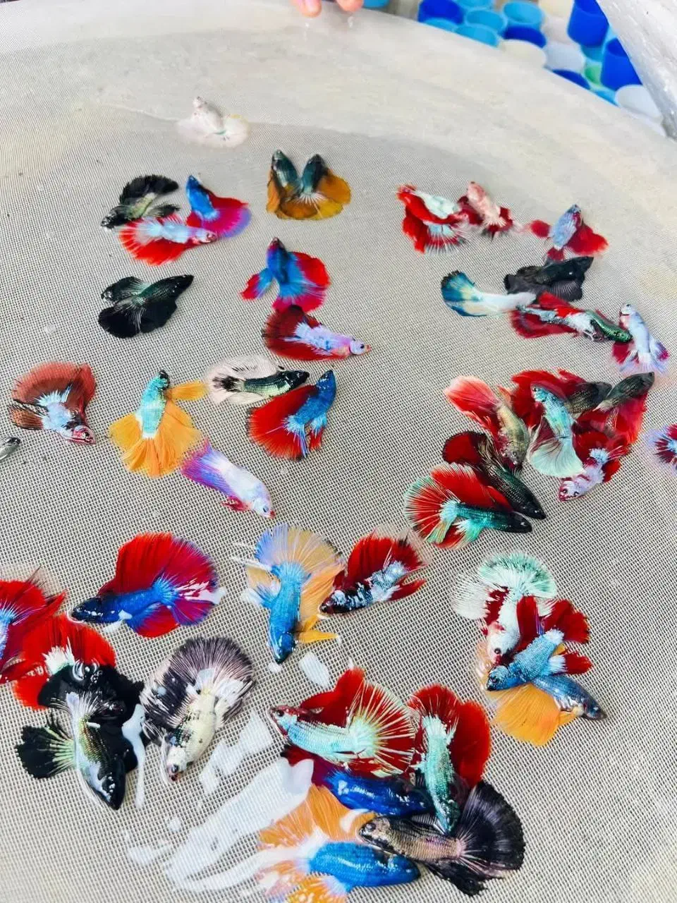 فروش تک و عمده فایتر|ماهی|رشت, گلسار|دیوار