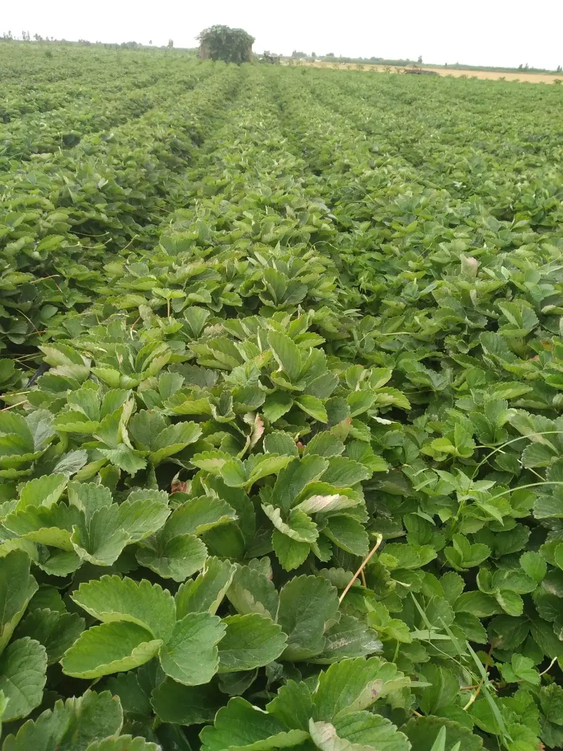 نهال سابرینا پر نی30.000.000|خدمات باغبانی و درختکاری|خان ببین, |دیوار