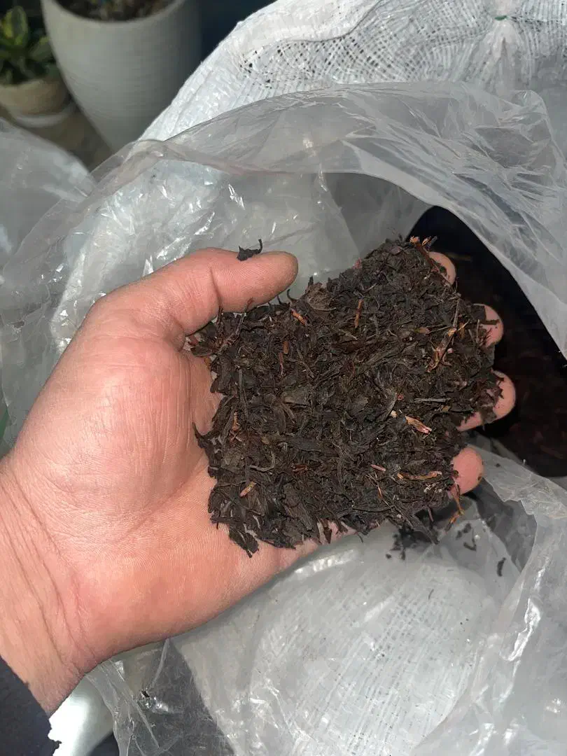 چای قلم بهاره درجه یک لاهیجان|خوردنی و آشامیدنی|آستانه اشرفیه, |دیوار