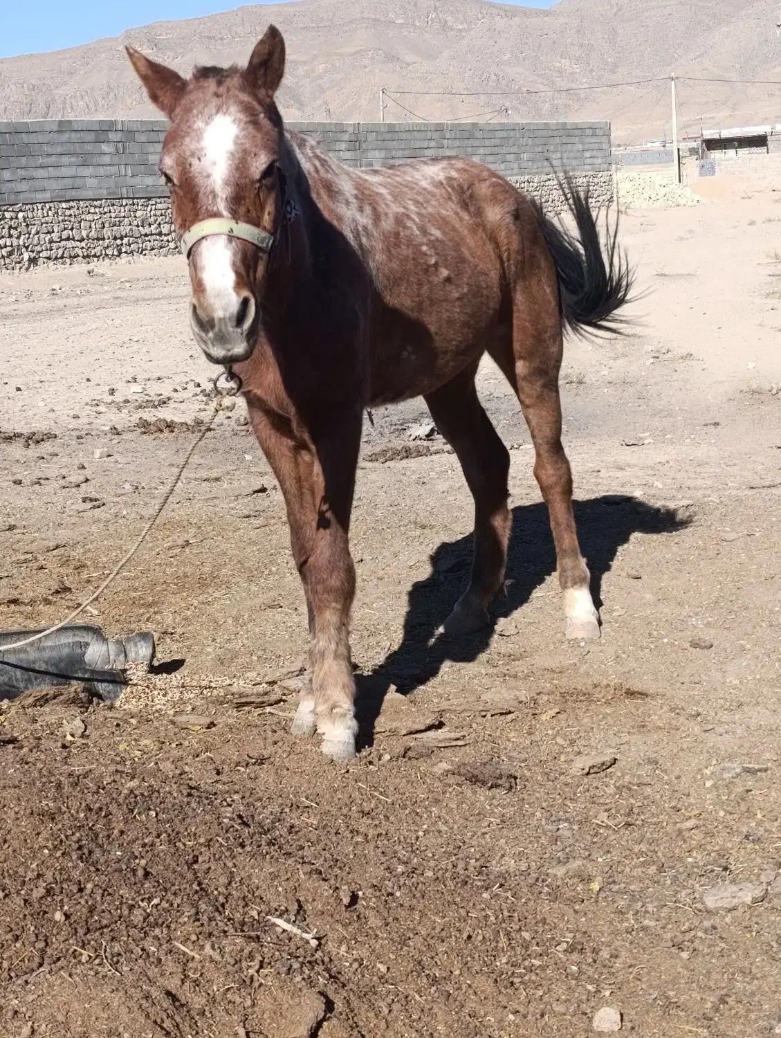 مادیان 4ساله درشت هیکل|اسب و تجهیزات اسبسواری|بجنورد, |دیوار