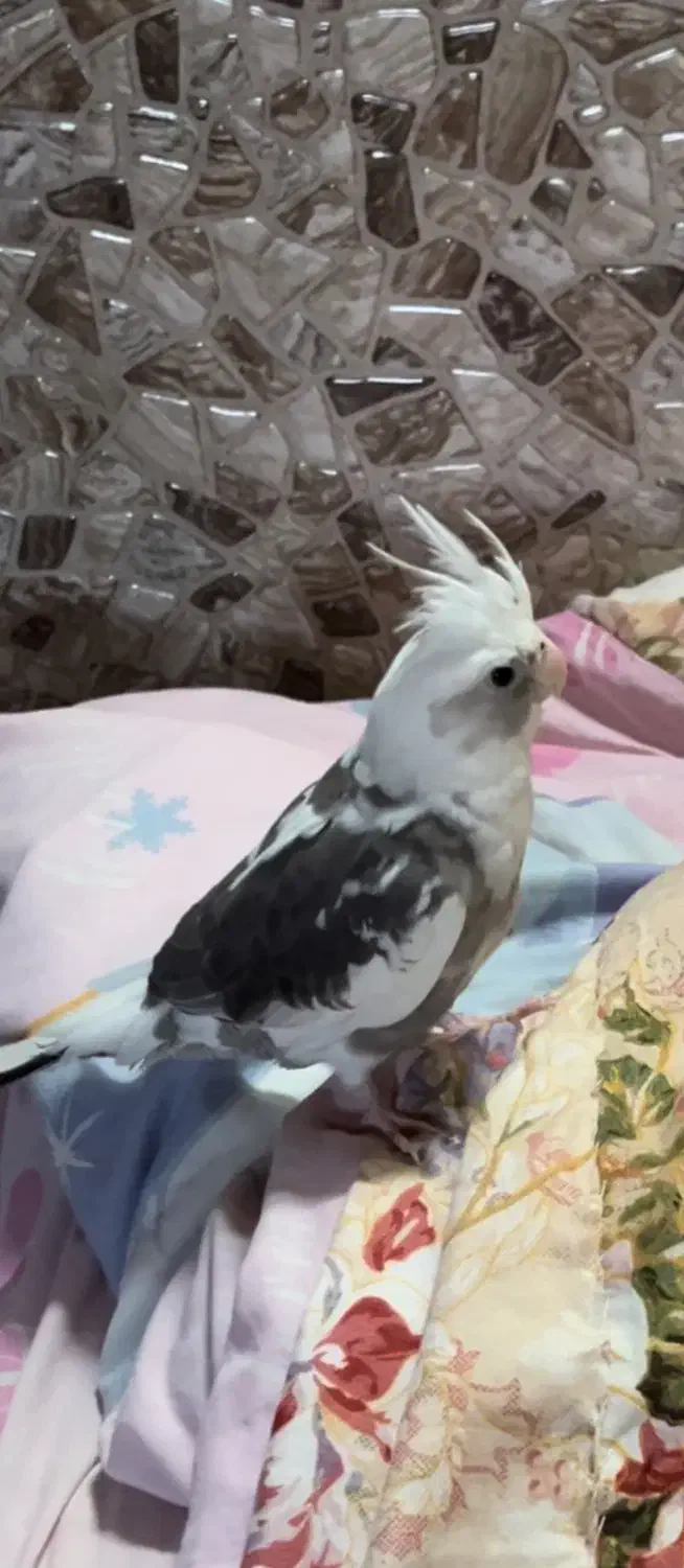 عروس هلندی نر گم شده شیرینی برای یابنده|حیوانات|قائمشهر, |دیوار