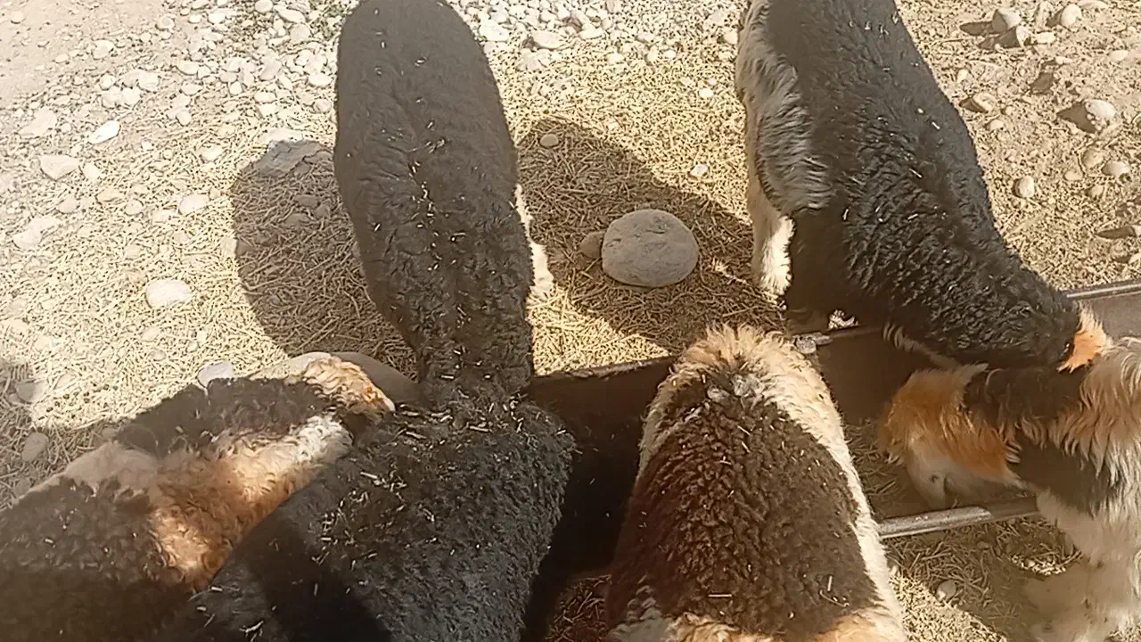 میش بره وبز|حیوانات مزرعه|دزفول, |دیوار