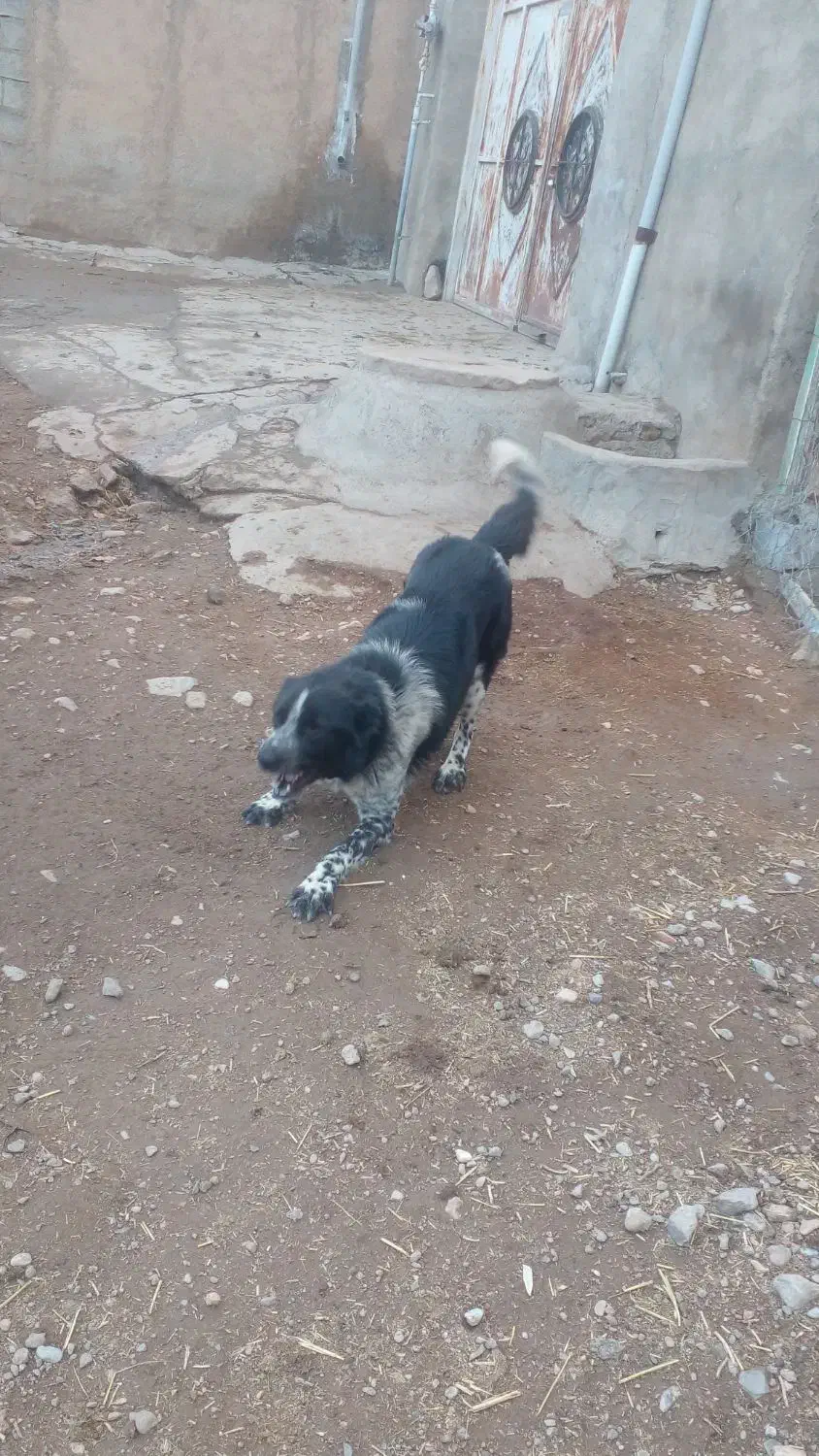 سگ قدرجونی نر|سگ|کرمانشاه, |دیوار