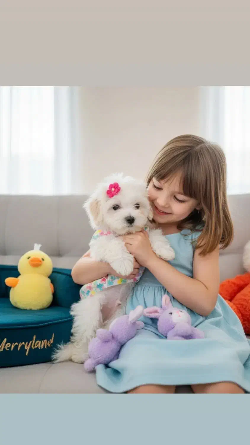 سرپرستی سگ پودل فقط چهار میلیون با تمام لوازم|سگ|تهران, شهرک غرب|دیوار