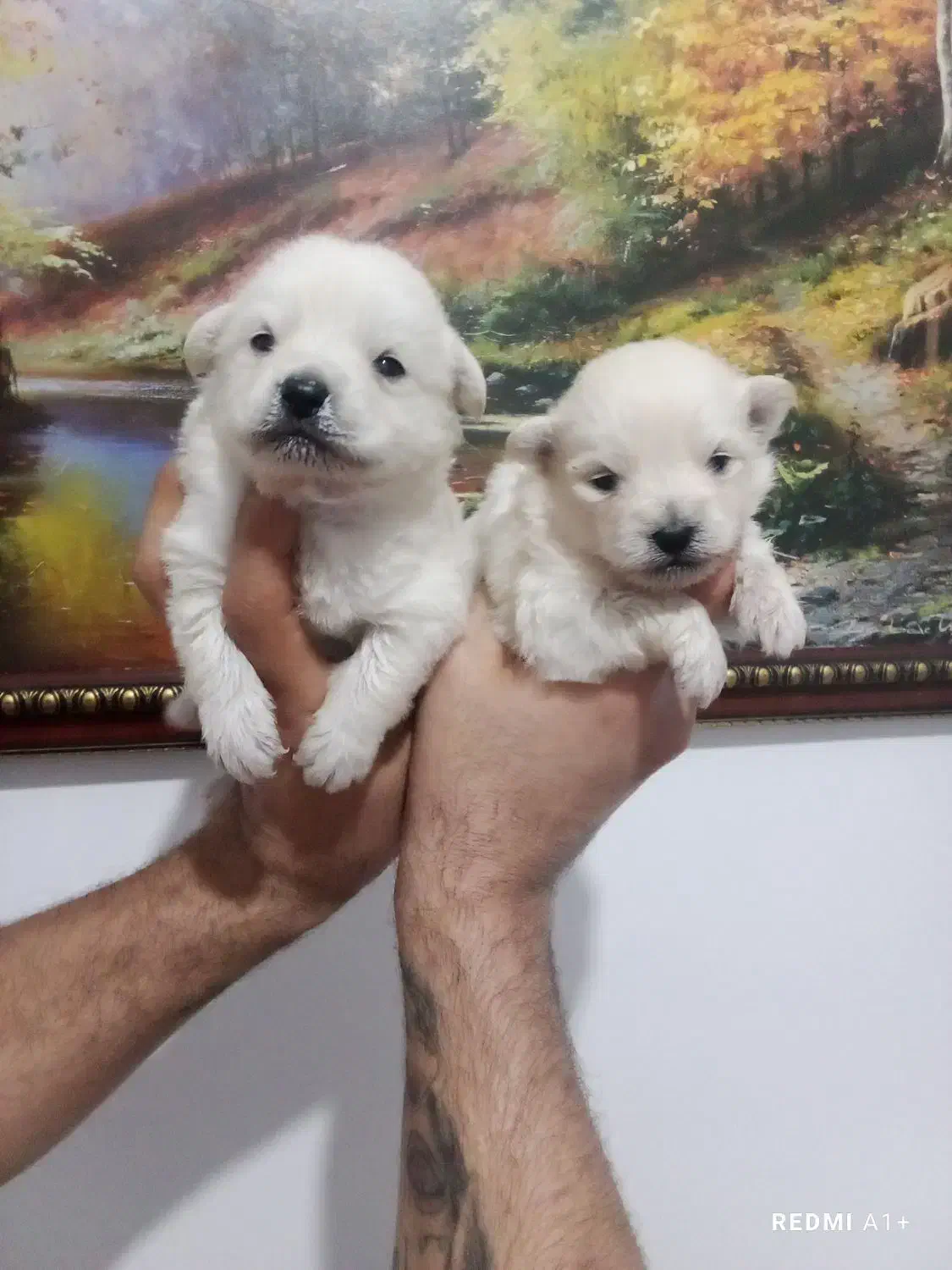 توله پامر روباهی|سگ|گلوگاه, |دیوار