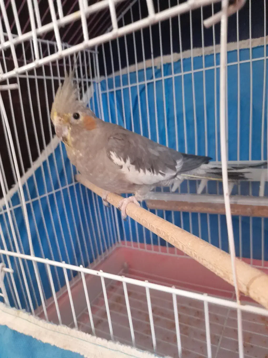 یک عدد عروس هلندی ماده بالغ|پرنده|تنکابن, |دیوار