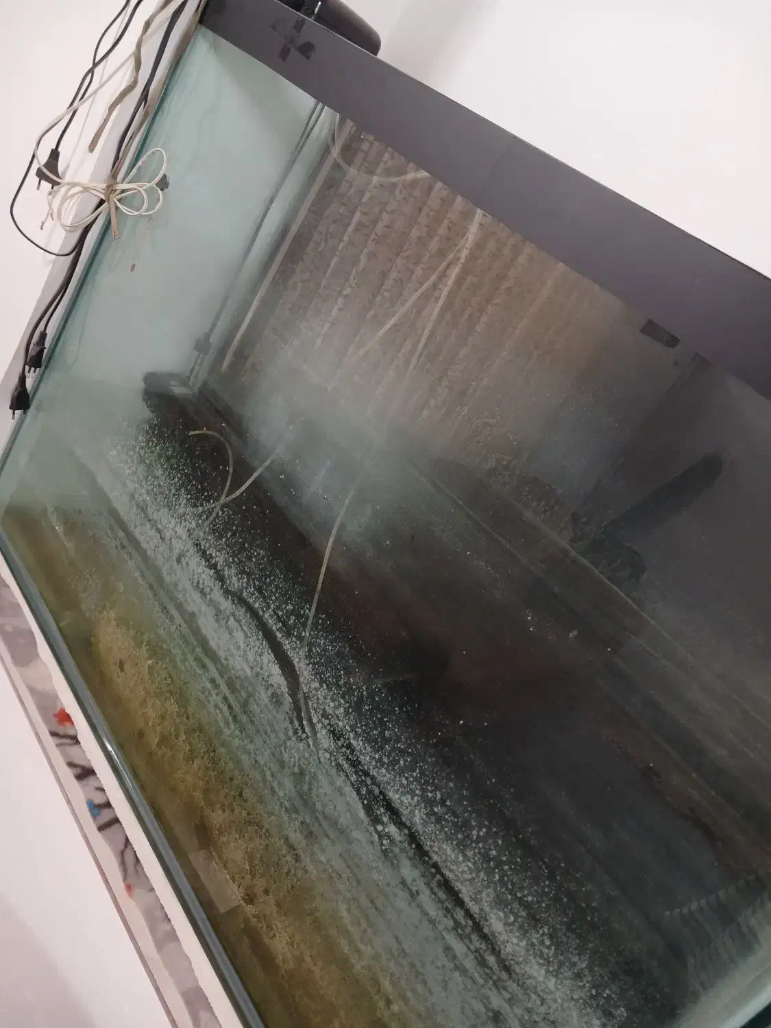 آکواریوم|ماهی|لنگرود, |دیوار