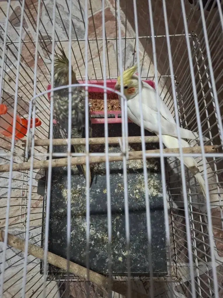 عروس هلندی|پرنده|بندر ماهشهر, |دیوار