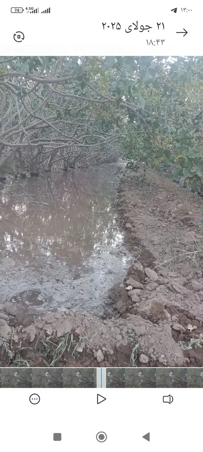 باغ پسته صد قصب با اب روستای مبارکه|فروش زمین و ملک کلنگی|زید آباد, |دیوار