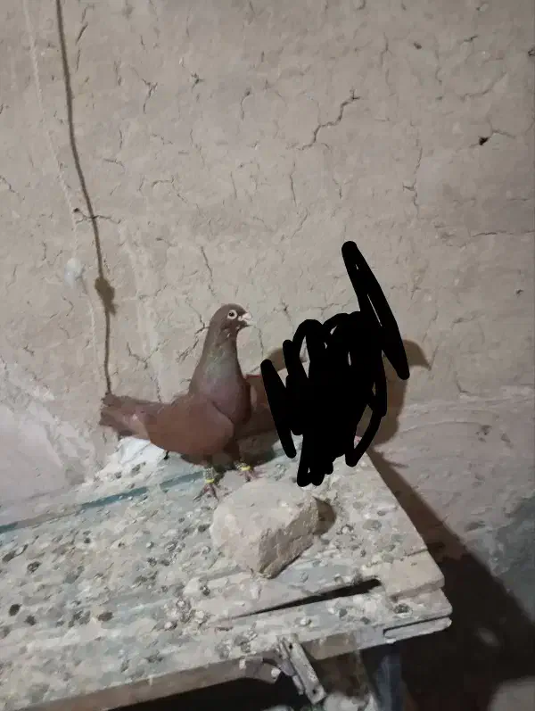 سرخ کرمونی نر|پرنده|تربت‌حیدریه, پائین ولایت|دیوار