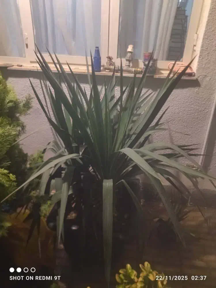 گل و گیاه تزیینی|گل و گیاه طبیعی|کرج, کیانمهر|دیوار