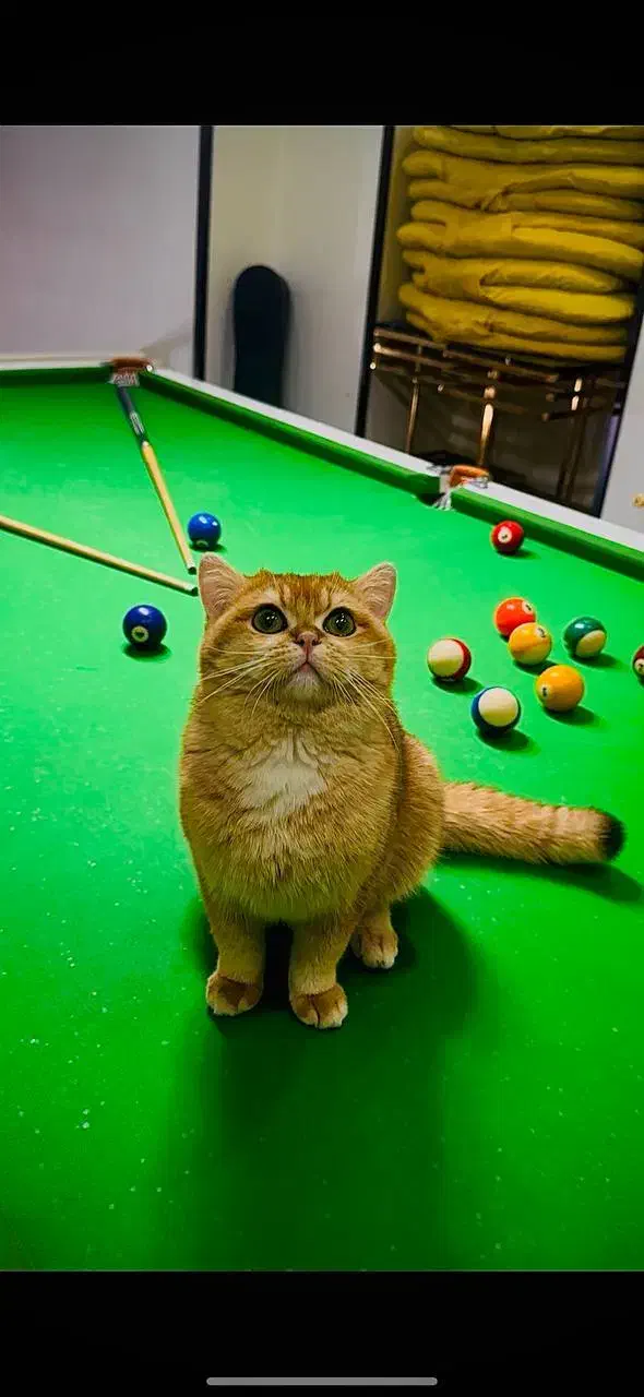 بریتیش نراصیل وارداتی گردن گیر|گربه|کرج, گلشهر|دیوار