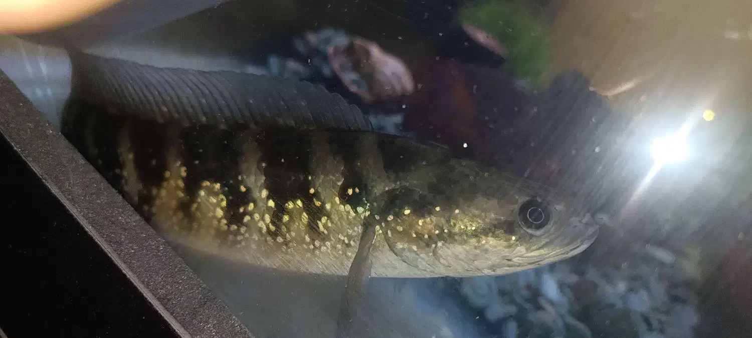 چانا|ماهی|تهران, مشیریه|دیوار