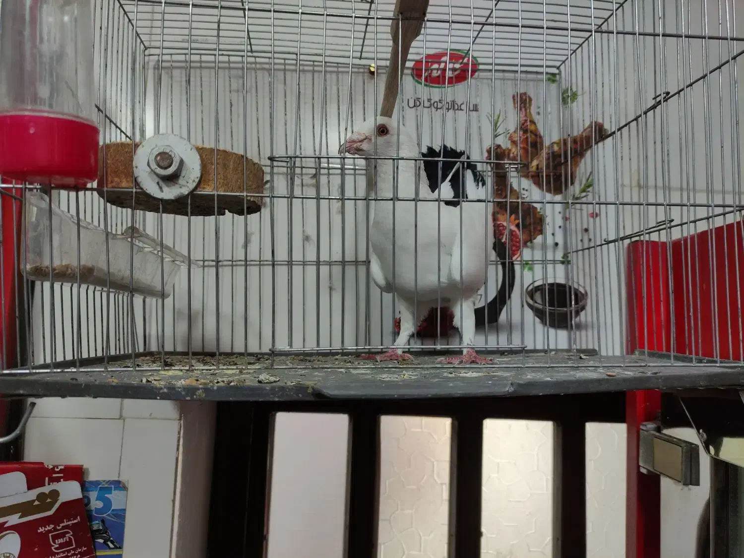 کفتر دم سیا برون غلط|پرنده|مینودشت, |دیوار