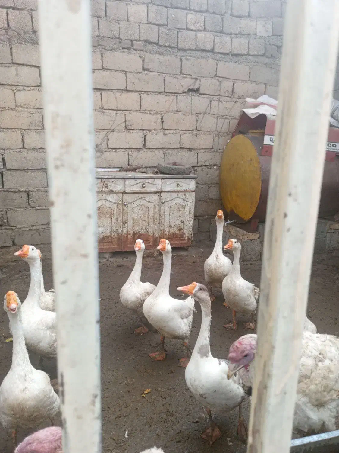 غاز|حیوانات مزرعه|بیستون, |دیوار