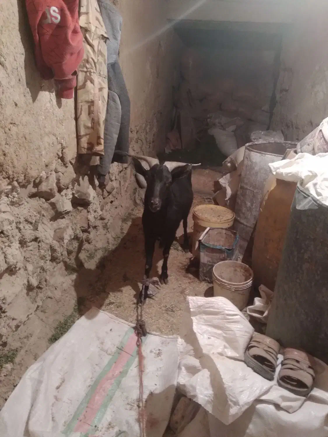 نری مورسیا دوساله|حیوانات مزرعه|کیانشهر, |دیوار