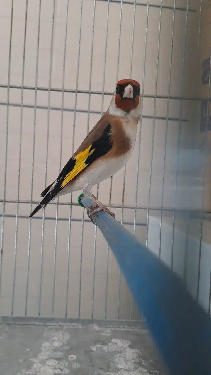 سهره طلسم دار سه ساله جفتی|پرنده|صحنه, |دیوار