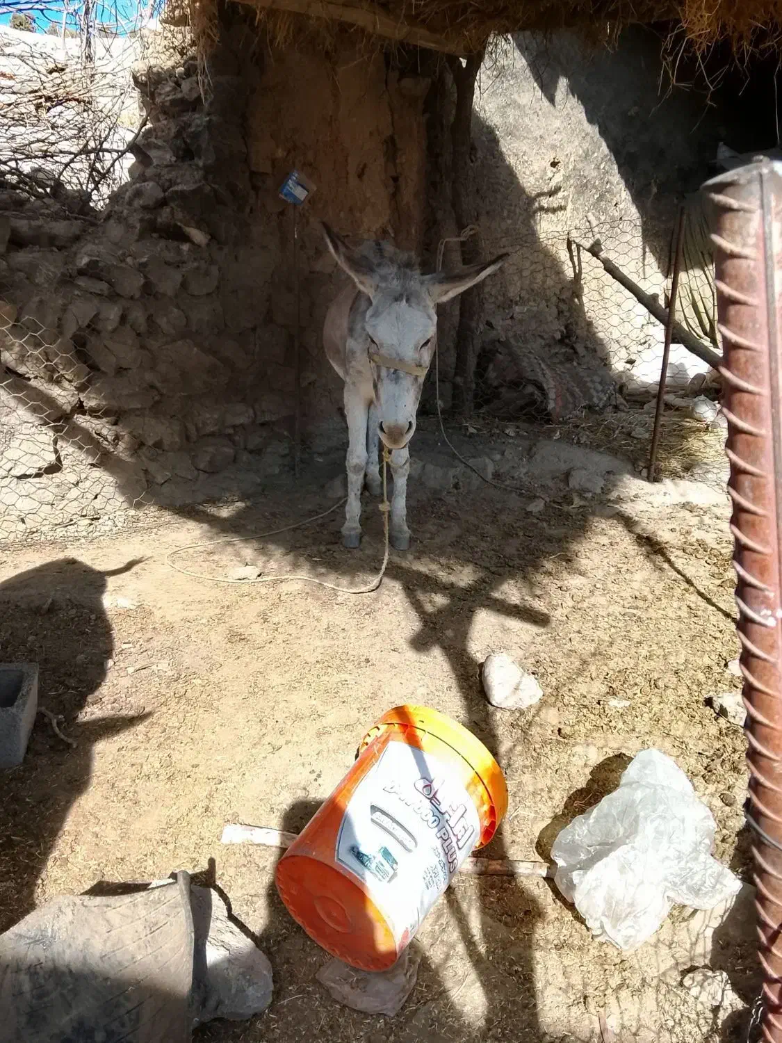 اگهی|حیوانات مزرعه|ویسیان, |دیوار