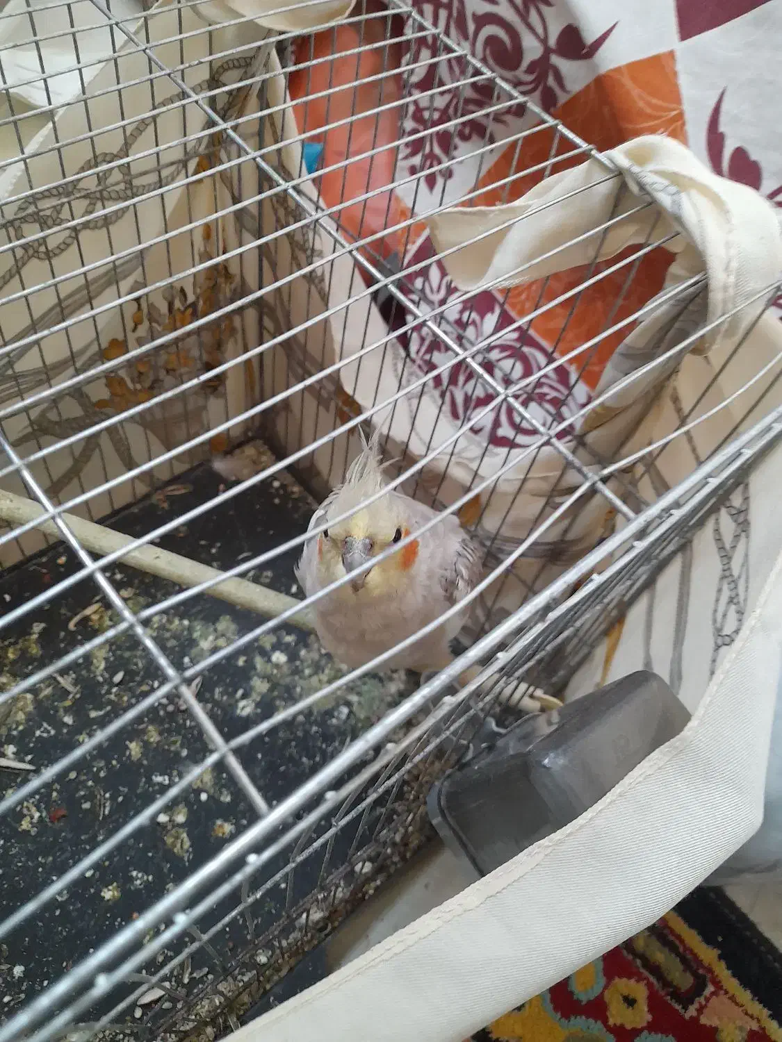 فروش فوری عروس هلندی نر آهویی جوان همراه با غذا|پرنده|قائمشهر, |دیوار