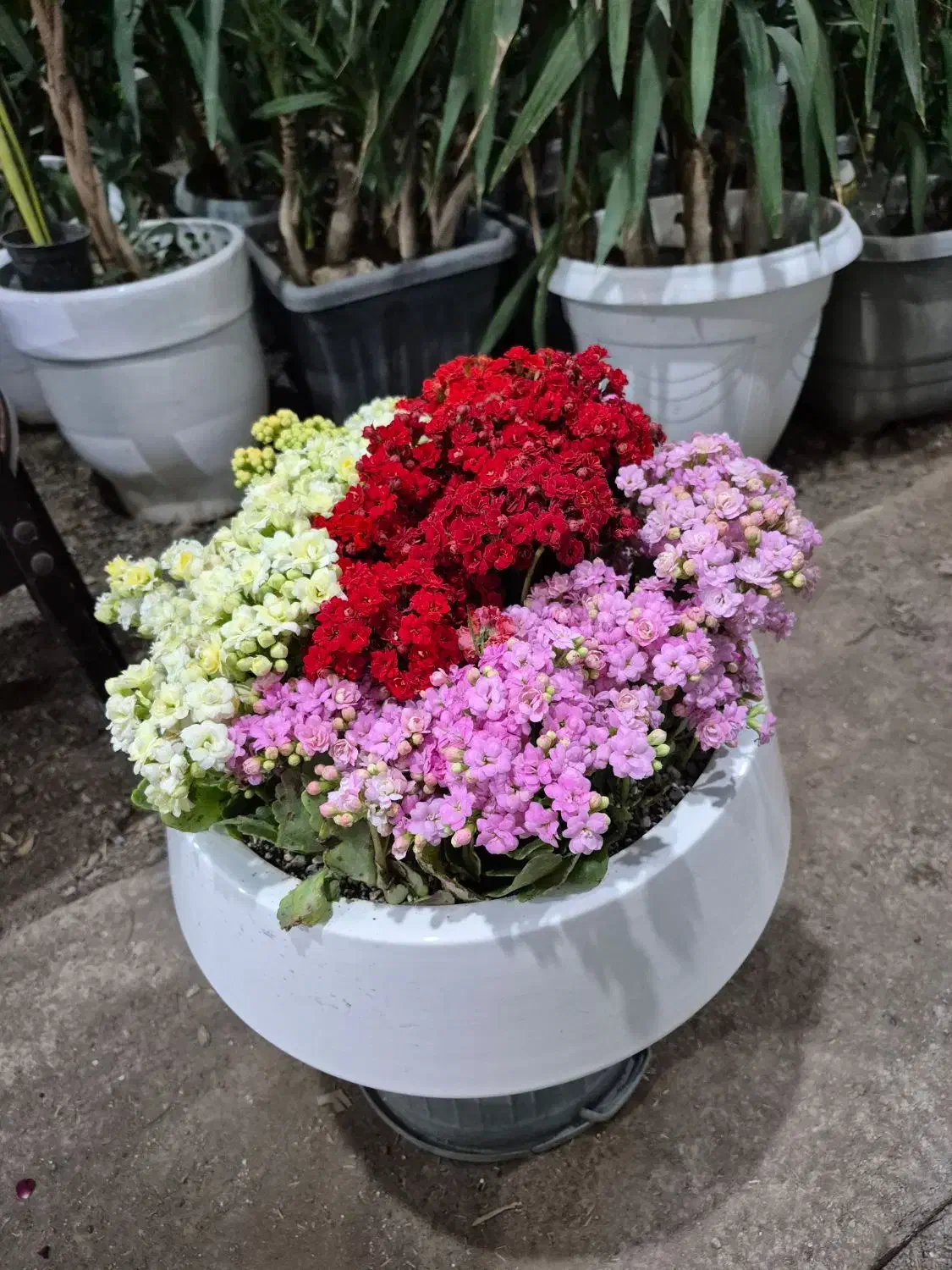 گل کالانکویه *گلخانه من*|گل و گیاه طبیعی|بیرجند, |دیوار