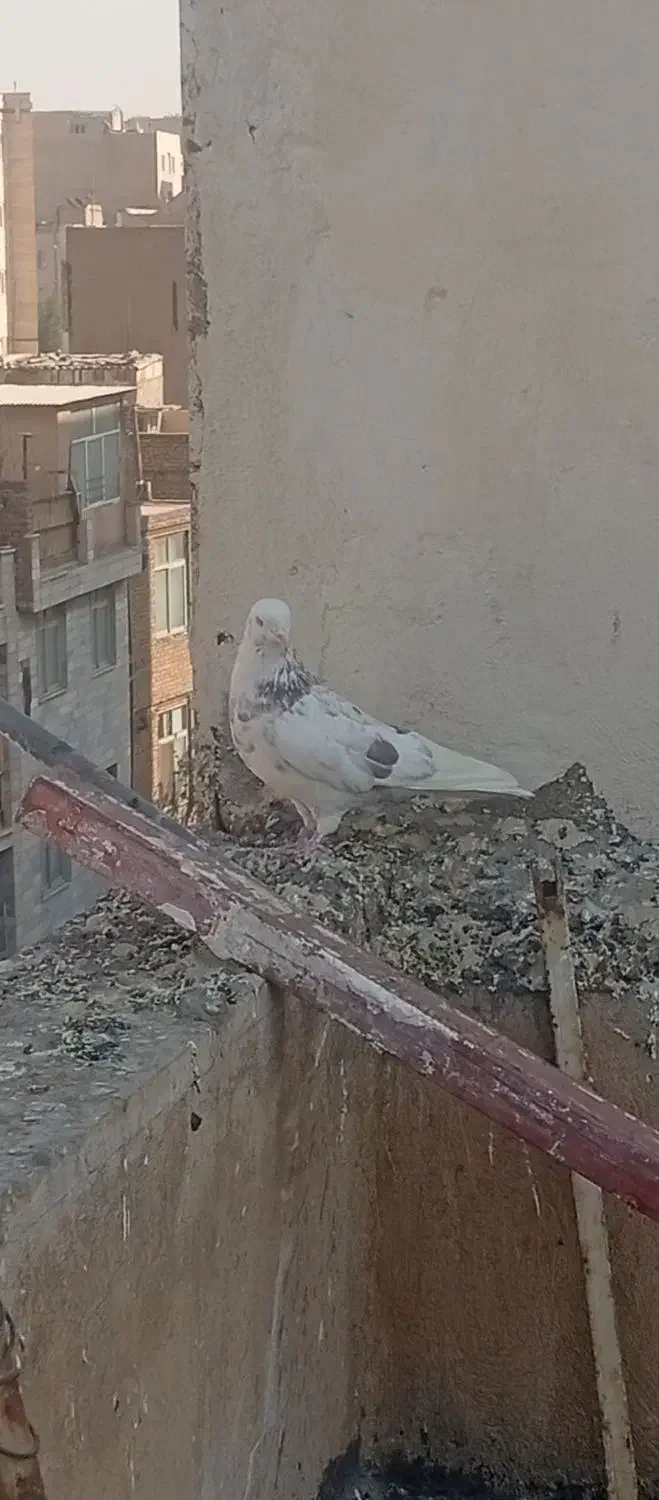 کفتر هما|پرنده|تهران, مشیریه|دیوار