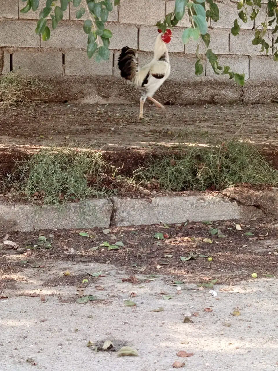 خروس مرغ محلی|حیوانات مزرعه|گتوند, |دیوار