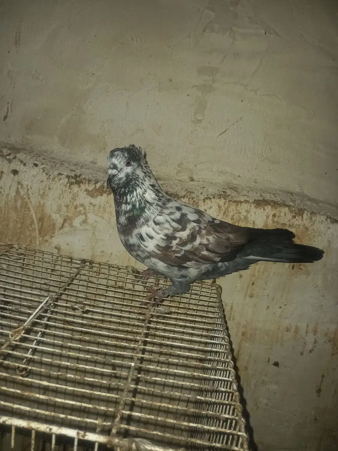 کبوتر پرشی|حیوانات|شیروان (خراسان), |دیوار