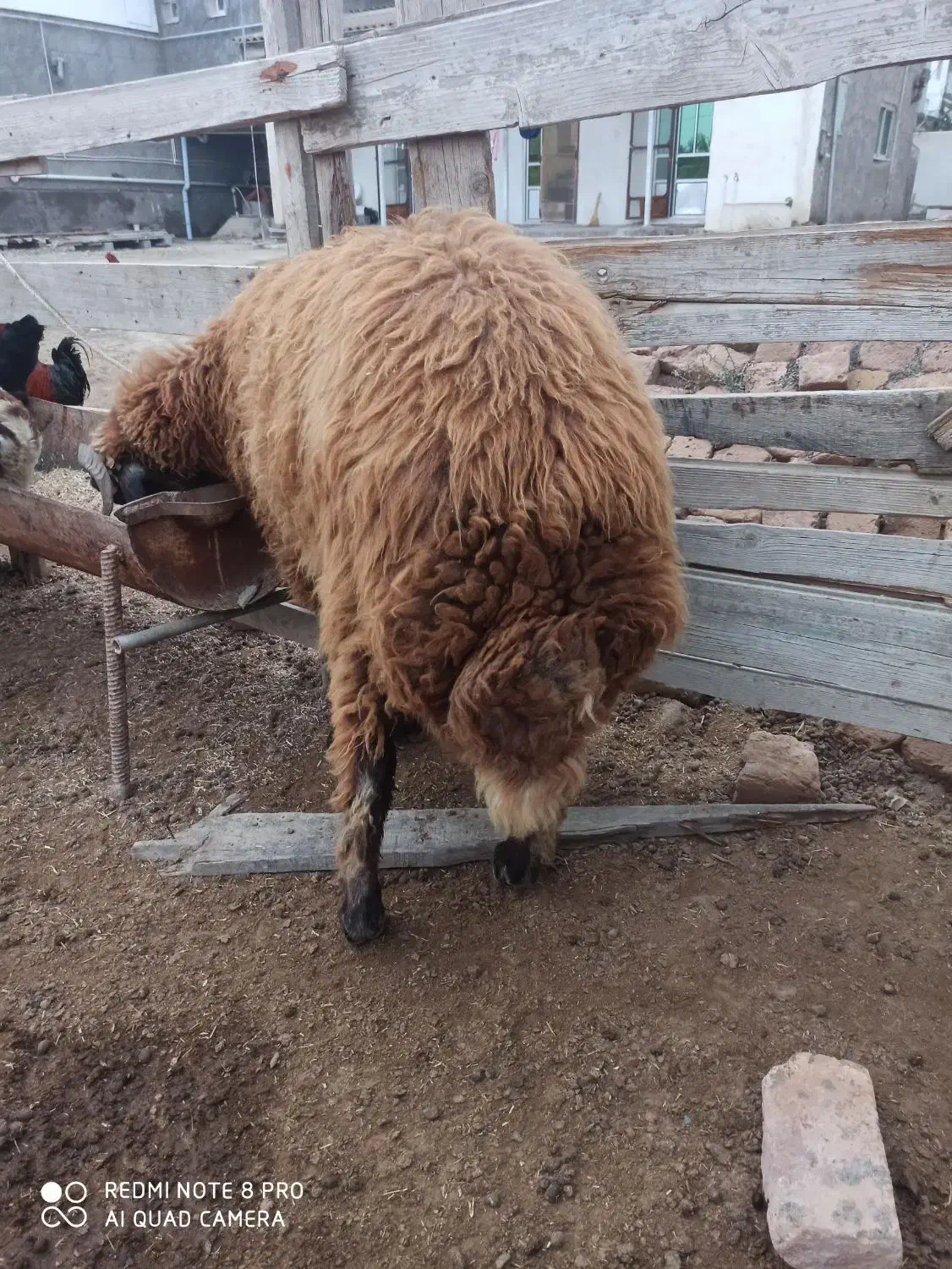 بره نر افشار|حیوانات مزرعه|گمیشان, |دیوار