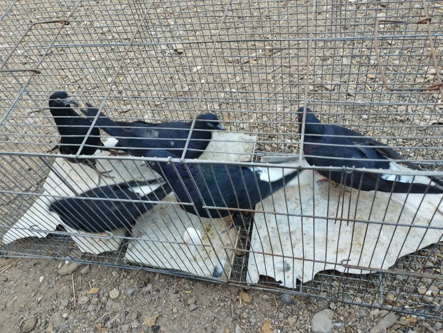 جفت کفتر|پرنده|زرند, |دیوار