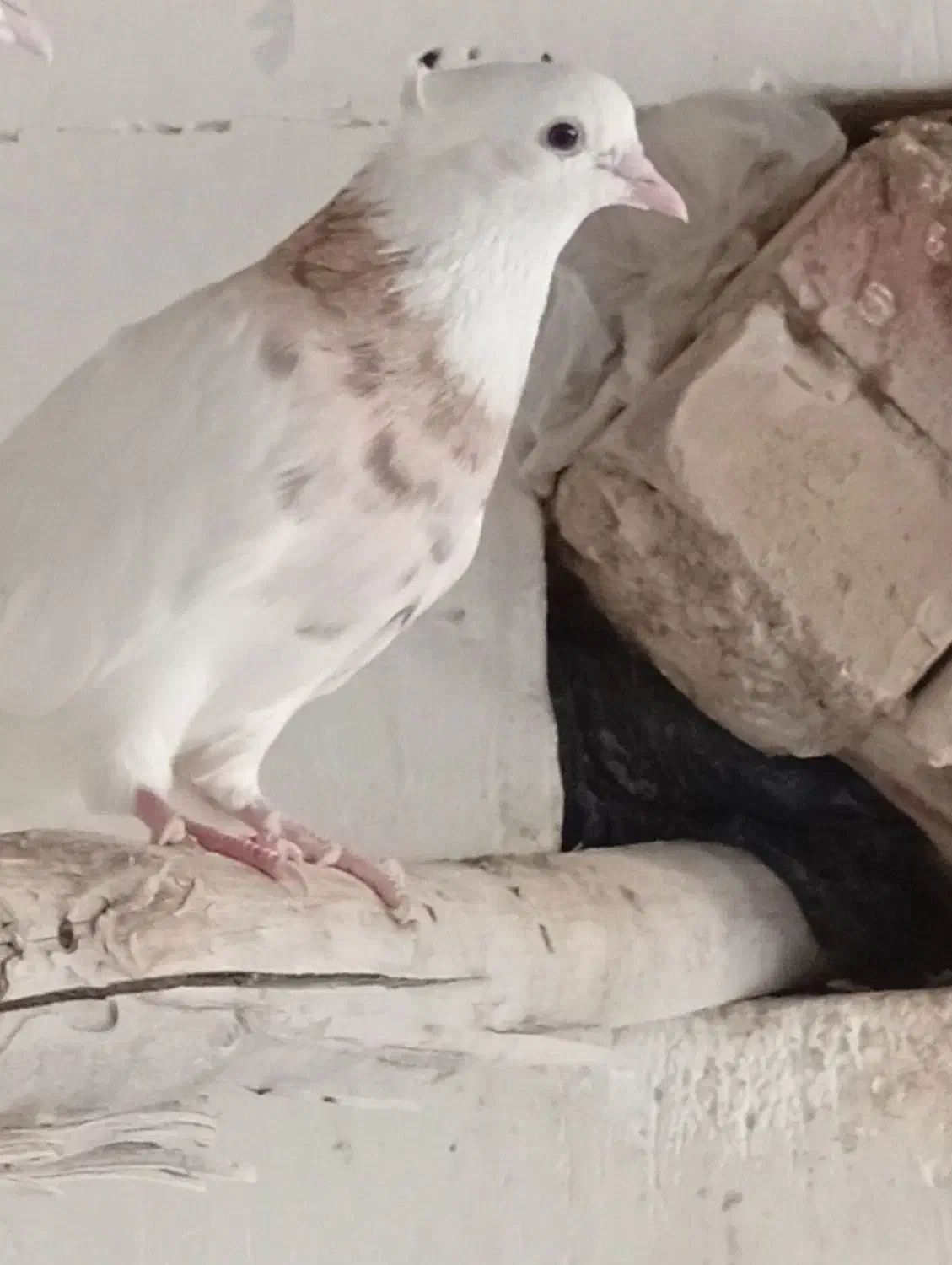 طوقی ماده.کبوتر.|پرنده|مسجد سلیمان, |دیوار