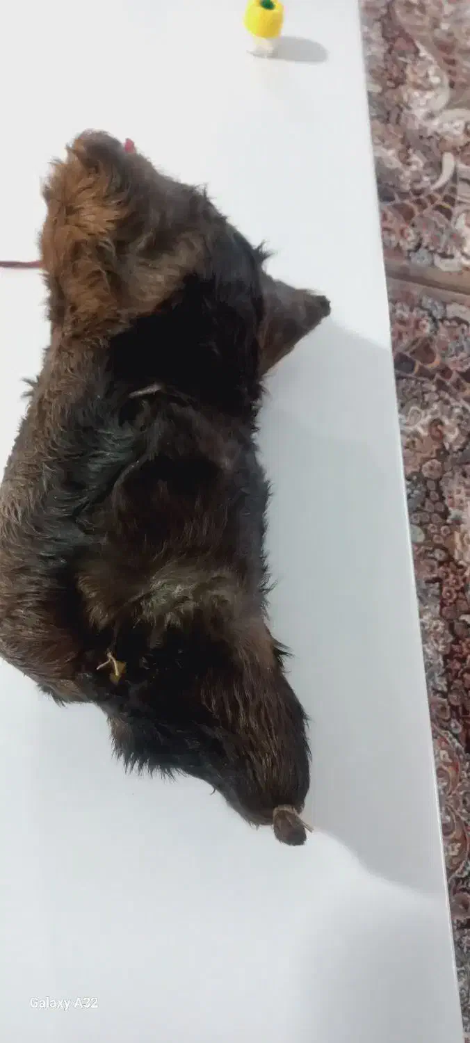 هیزه سالم ونو|ظروف نگهدارنده، پلاستیکی، یک‌بارمصرف|خرم‌آباد, |دیوار