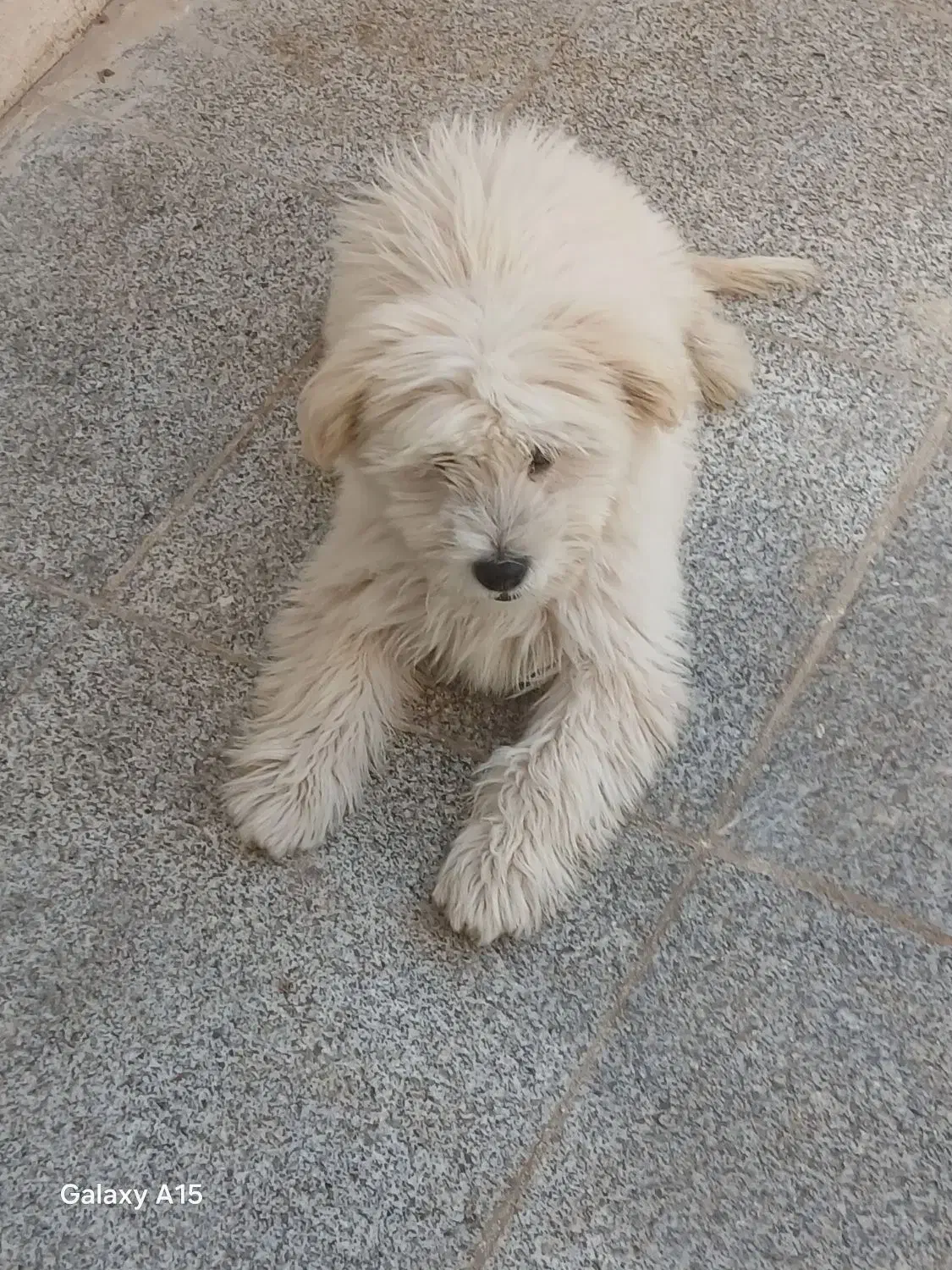 سگ شیتزو باهوش|سگ|قم, زنبیل آباد|دیوار