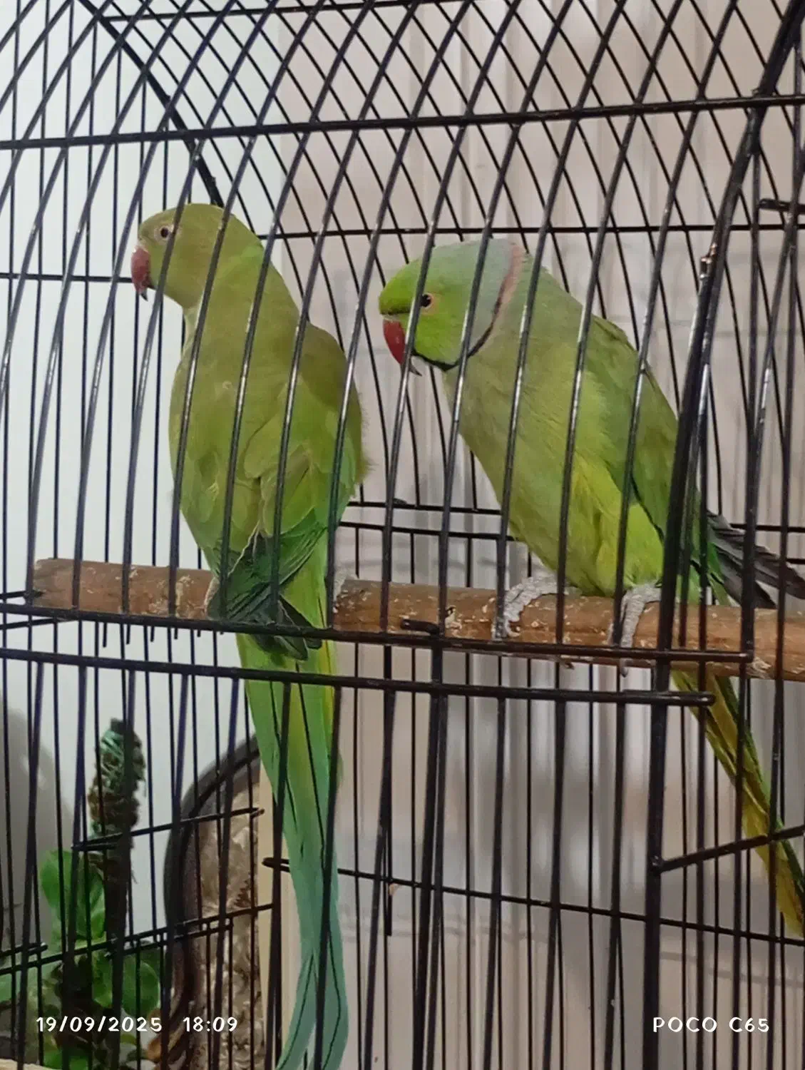 ملنگو جفت|پرنده|مشهد, چهارچشمه|دیوار