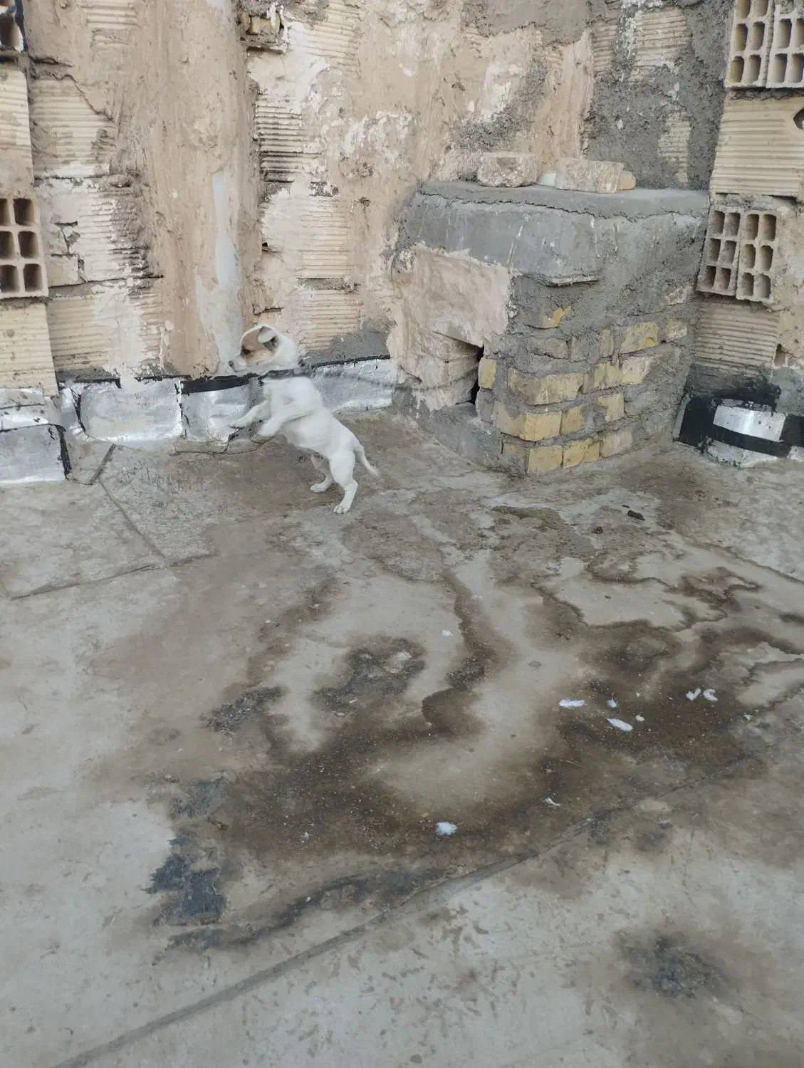 توله ۳ ماهه جیبی ماده|سگ|نیشابور, مدرس|دیوار