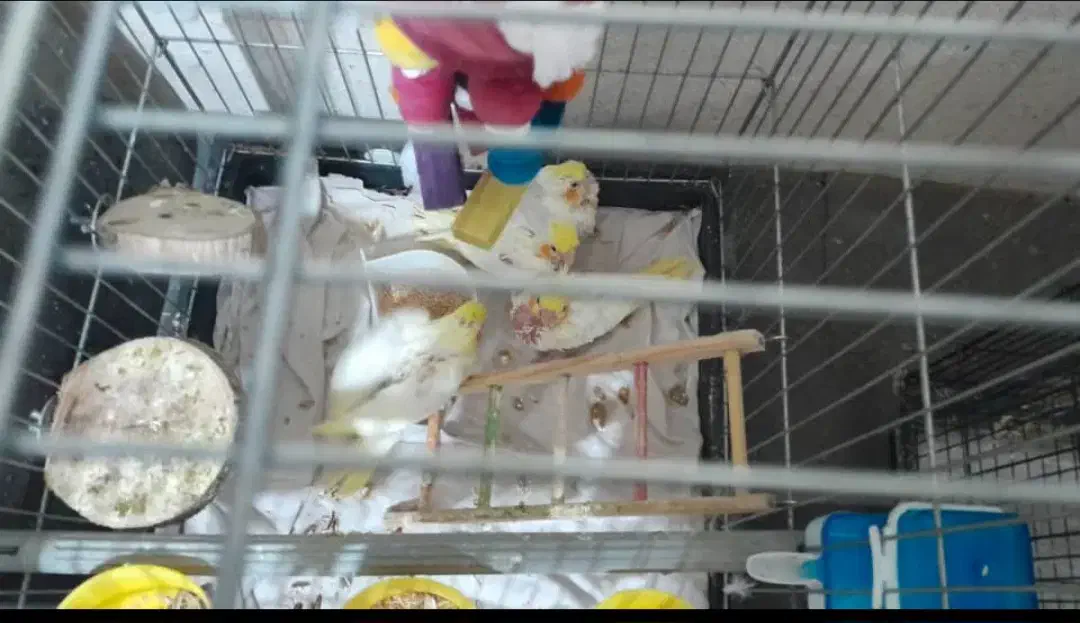 لوتینو دستی دو و سه ماهه|پرنده|تهران, والفجر (افسریه)|دیوار