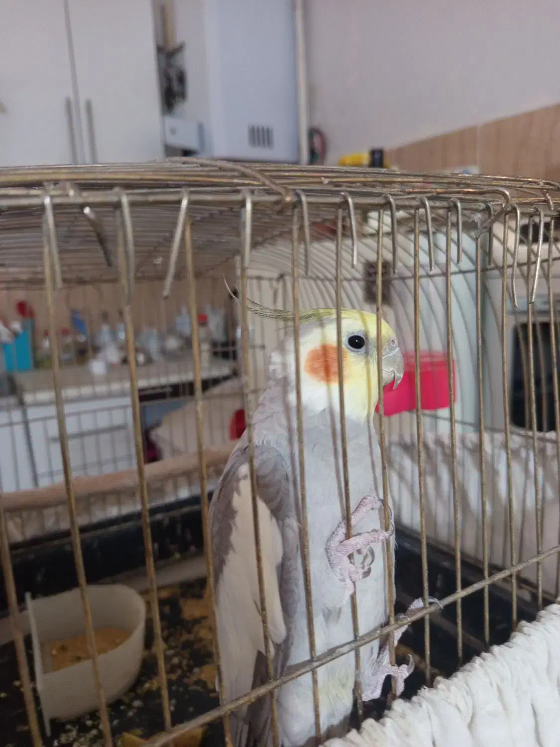 عروس هلندی|پرنده|مشهد, ادیب نیشابوری (شهرک غرب)|دیوار